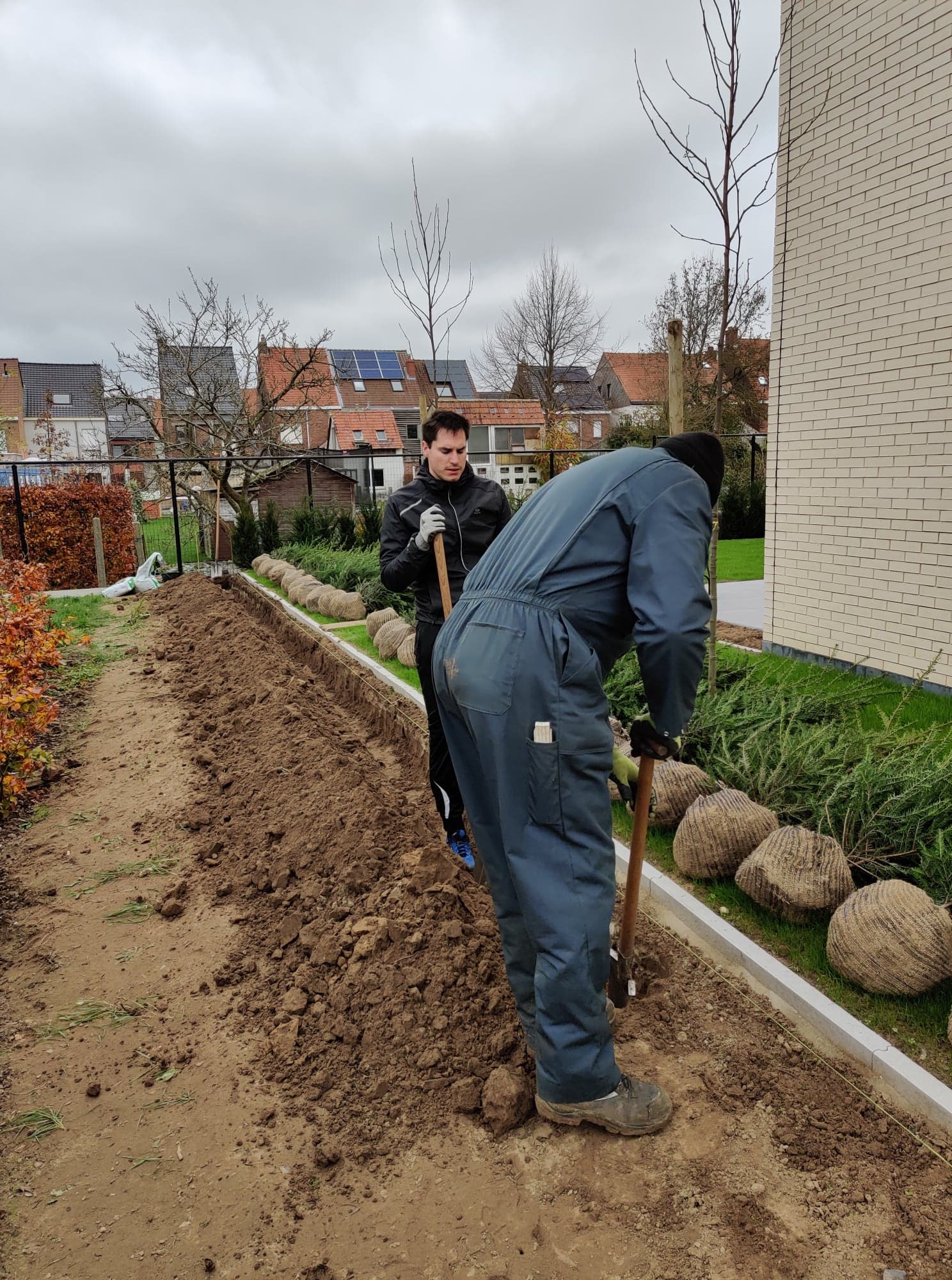 aanplant taxus haag
