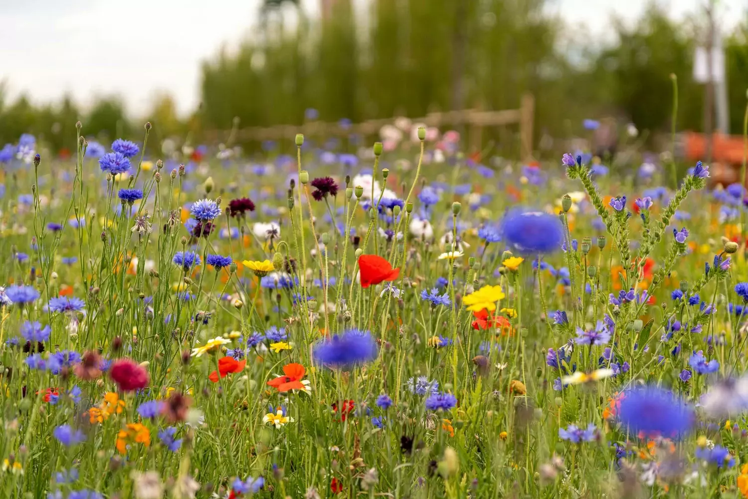 Bloemenweide onderhoudstechnieken - Tuinaannemer.be