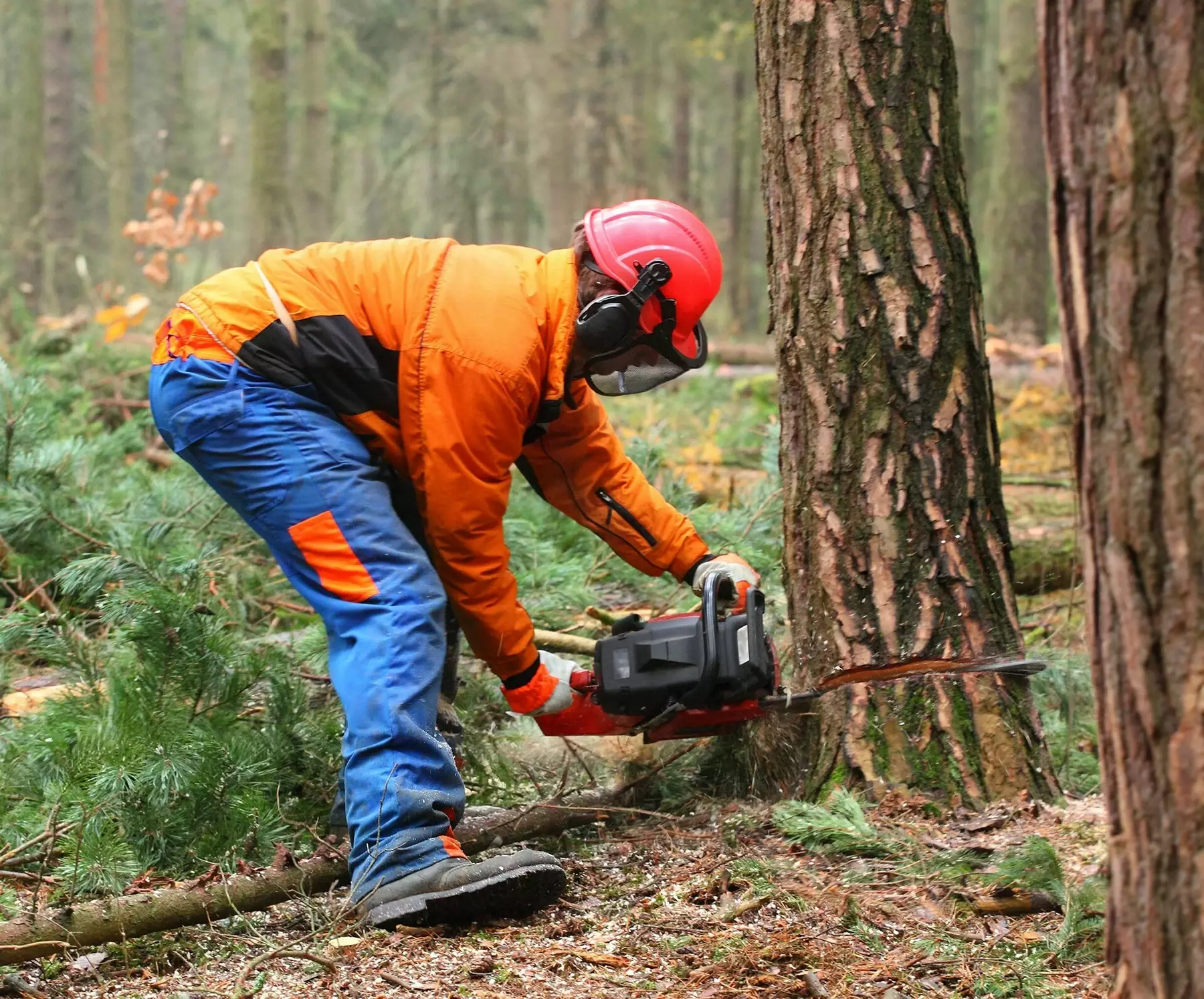 Boomverzorger - Bomen snoeien - Tuinaannemer.be