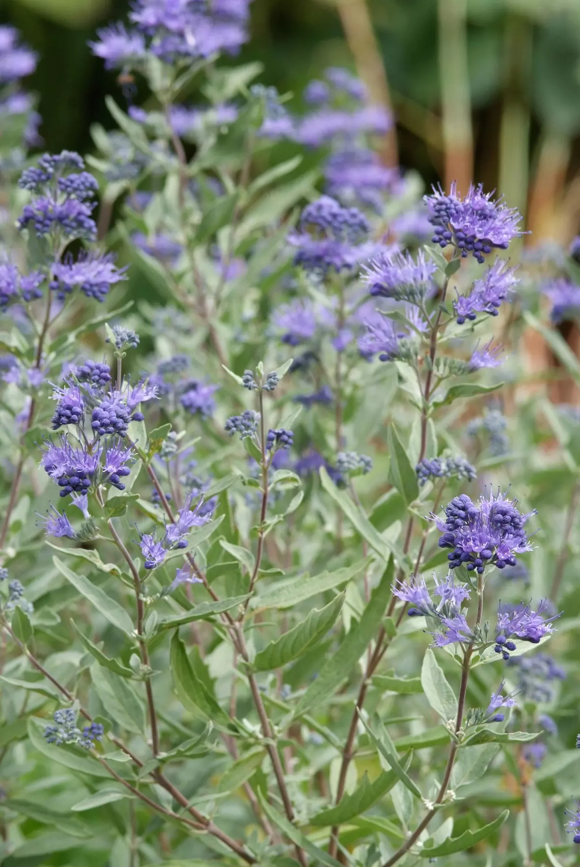Caryopteris clandonensis 'kew blue'