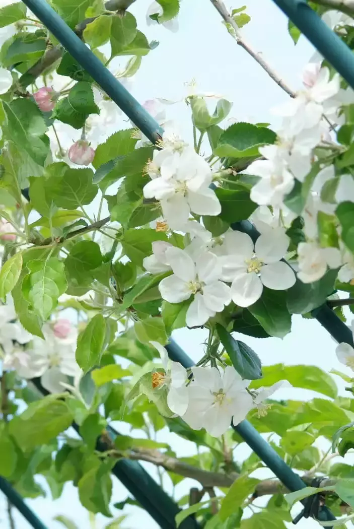 Bloesempracht