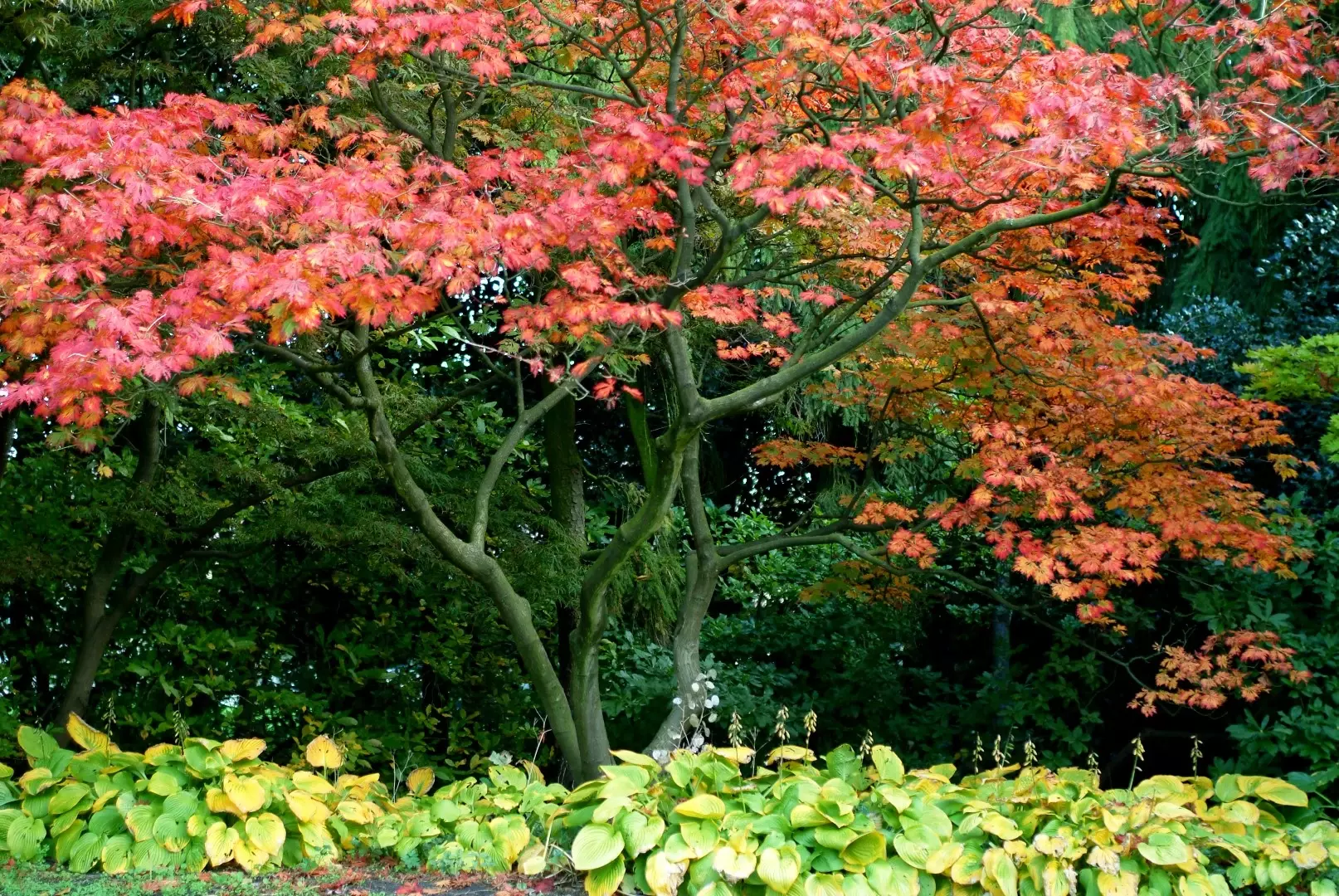 Acer palmatum