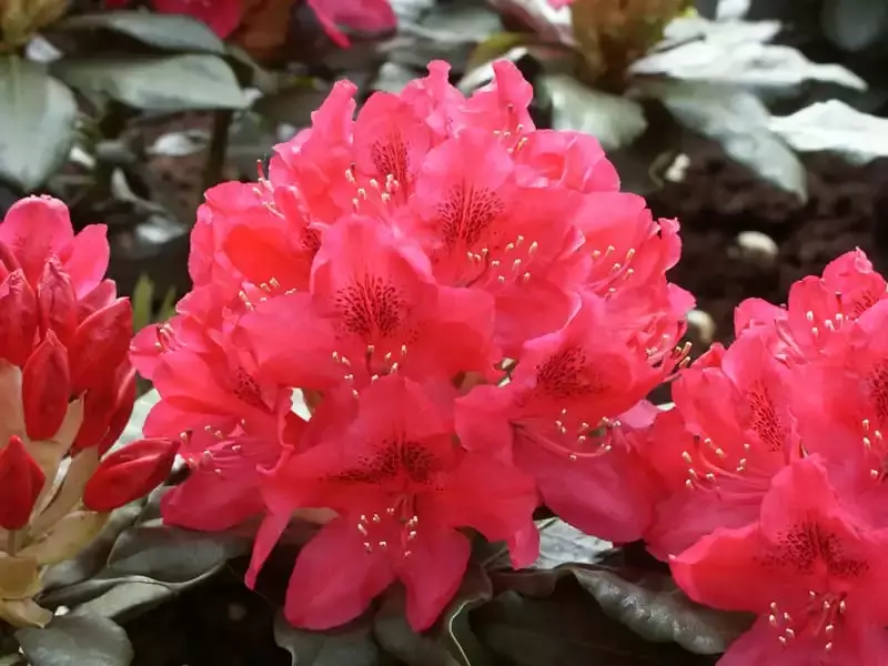 Rhododendron