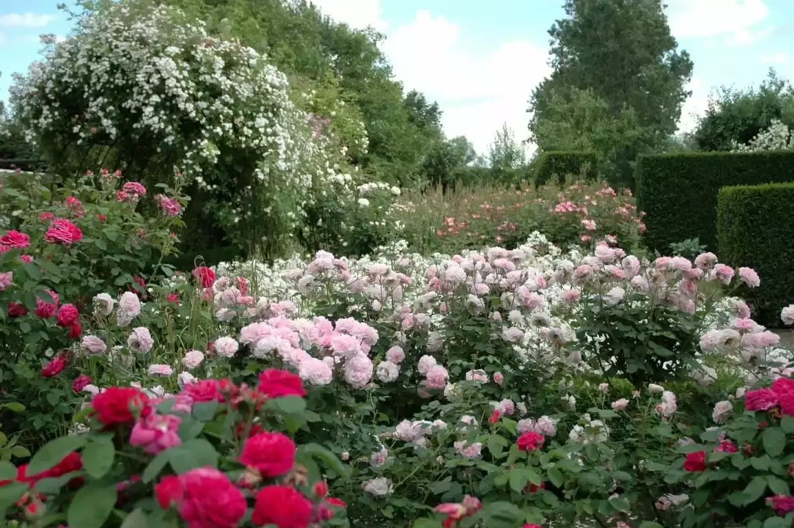 Soorten rozen