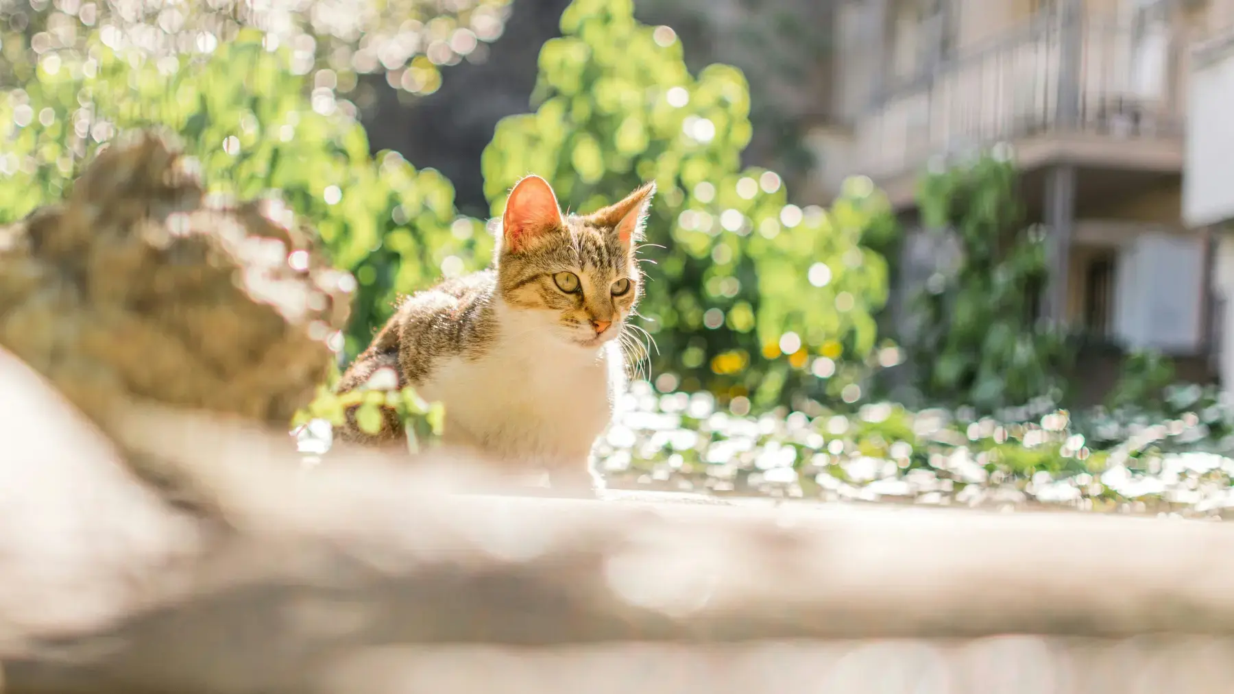 Katten in de tuin - Tuinaannemer.be