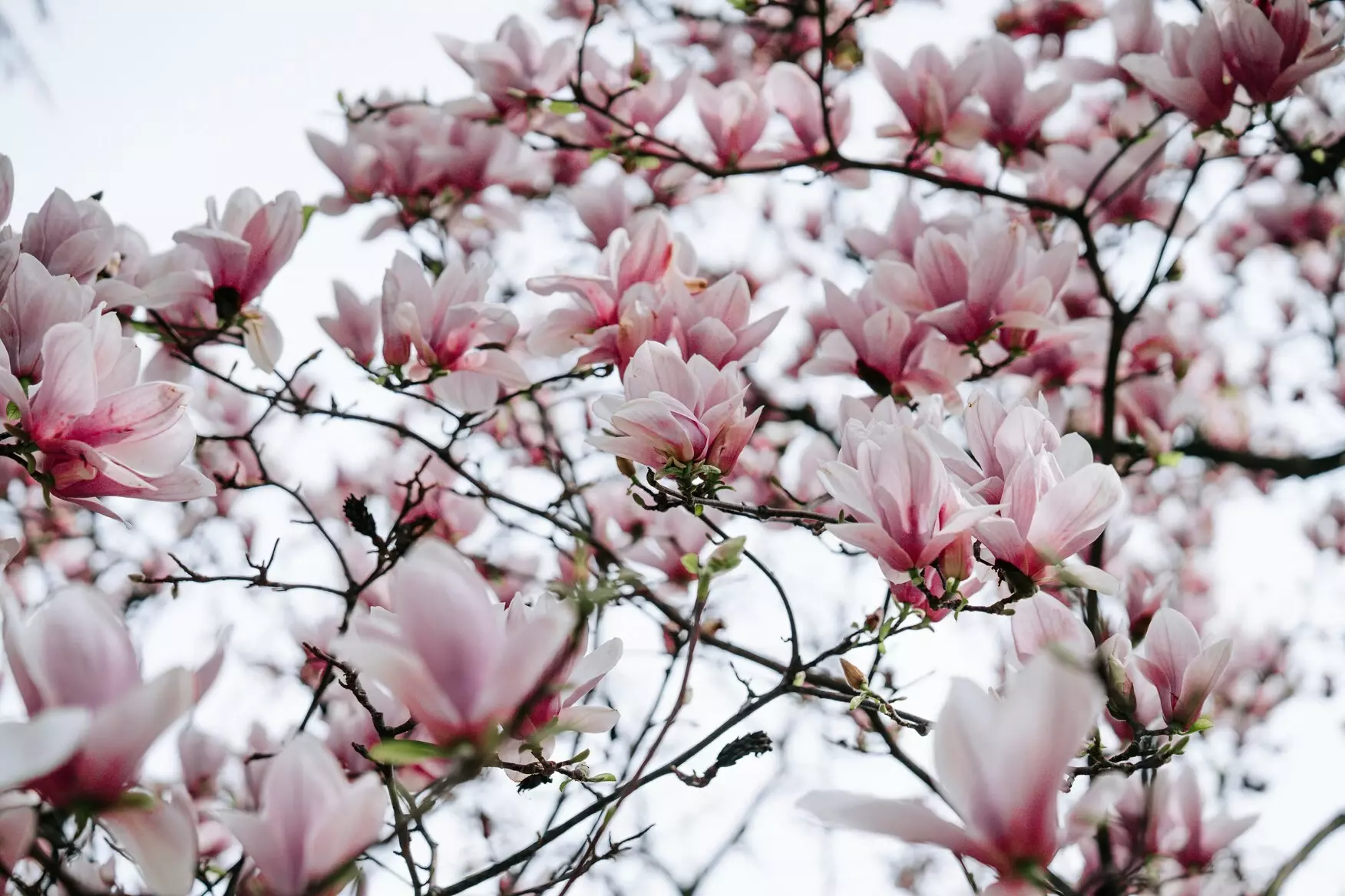 Magnolia aanplanten - Tuinaannemer.be