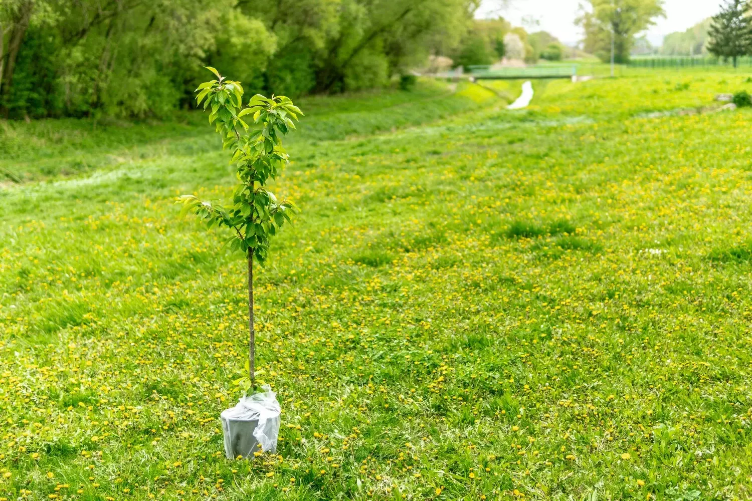 Klimaatboom - Tuinaannemer.be