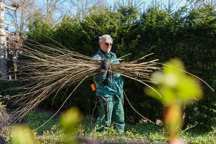 Bomen snoeien