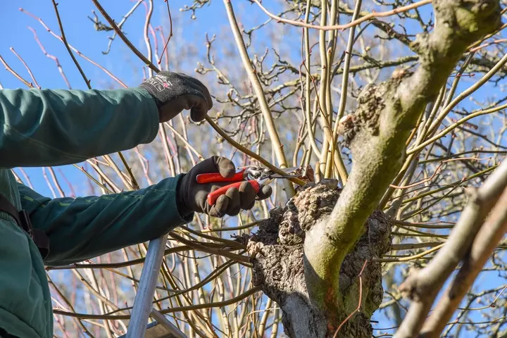 Bomen snoeien