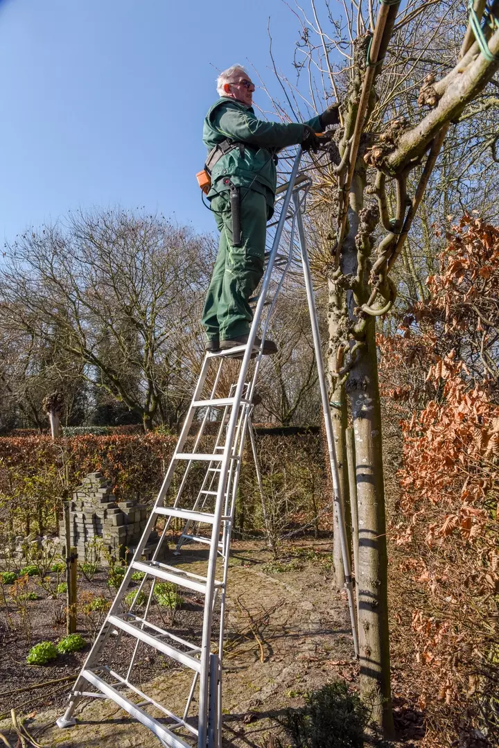 Bomen snoeien