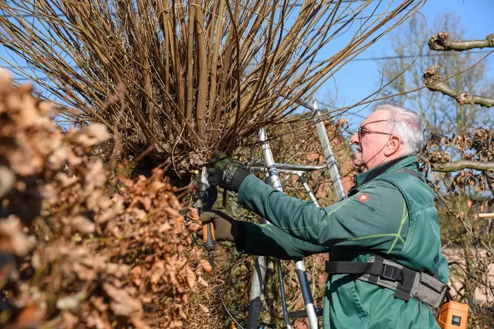Bomen snoeien 