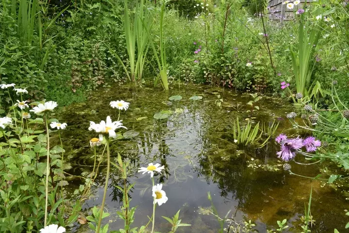 Van Droom tot Tuin - Voorrang voor natuur - Tuinaannemer.be