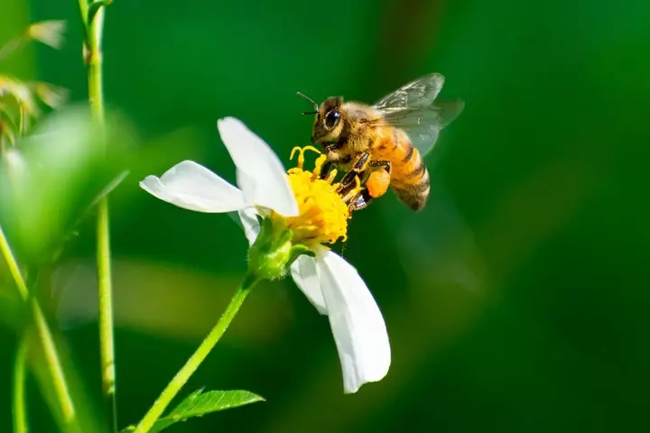 Advies voor meer biodiversiteit - Tuinaannemer.be