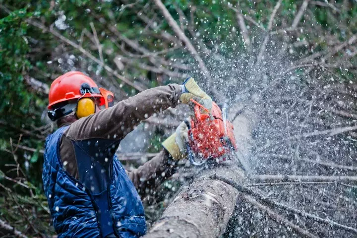 Bomen snoeien