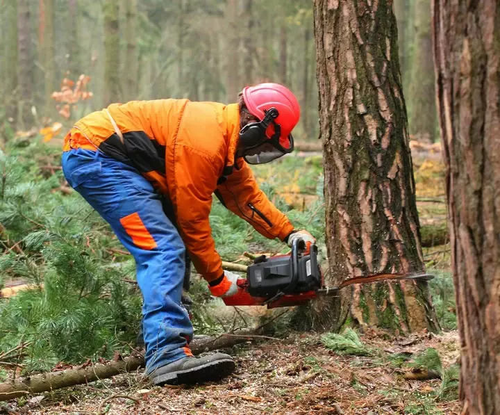 Boomverzorger - Bomen snoeien - Tuinaannemer.be