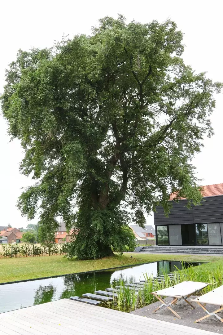 Tuin met zwemvijver ontwerpen - Tuinaannemer.be