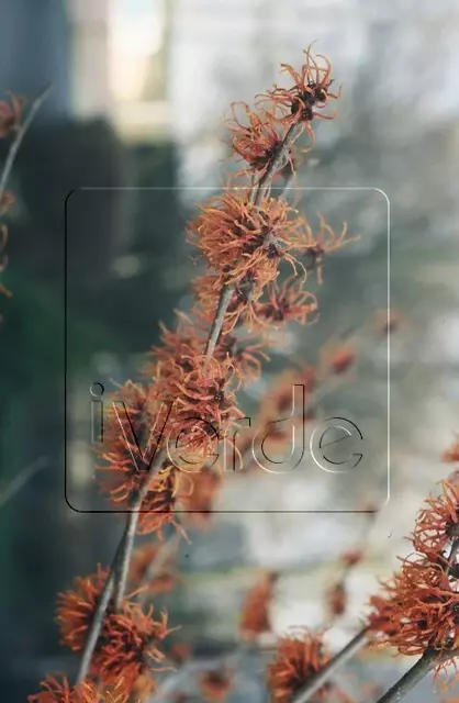 Hamamelis intermedia Orange Beauty © iVerde