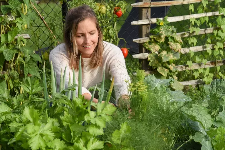 Snoeptuin - Stefanie Baert - Tuinaannemer.be