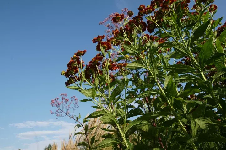 Prairietuin aanleggen - Tuinaannemer.be