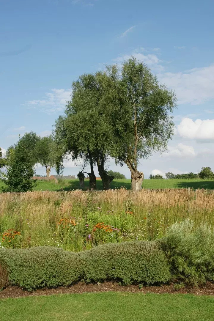 Prairietuin aanleggen - Tuinaannemer.be