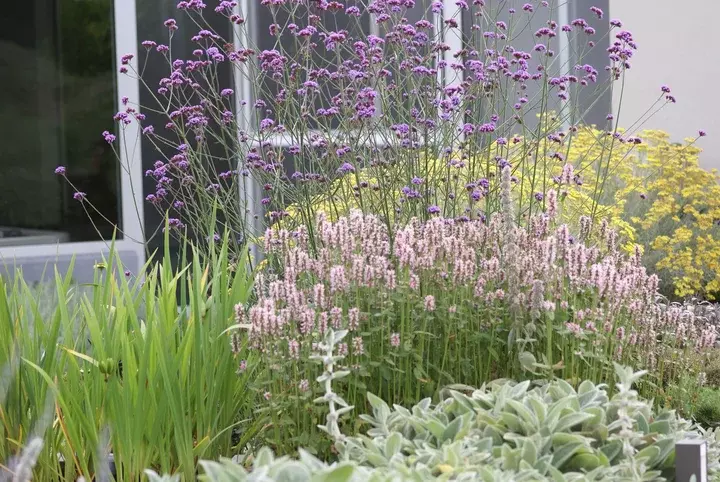 Kruidentuin voortuin - Tuinaannemer.be