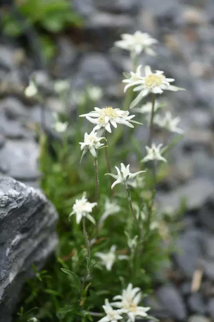 Luxe daktuin met alpiene planten - Tuinaannemer.be