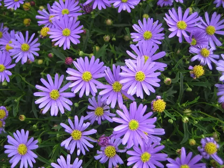 Aster