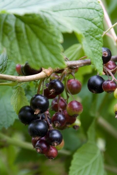 Ribes nigrum 'Black reward'