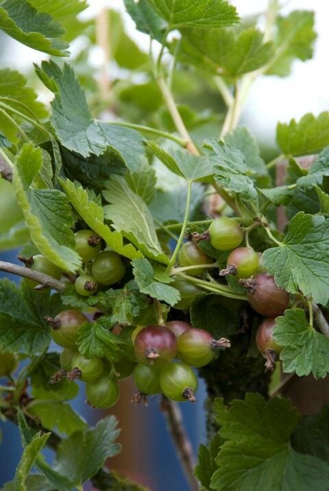Ribes Uva crispa 'Captivator'