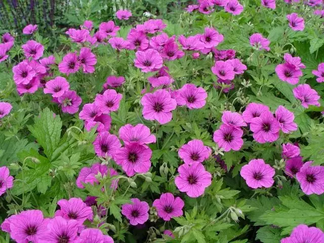 Geranium