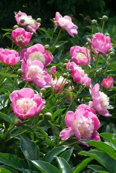 Pioenen of pioenrozen (Paeonia)