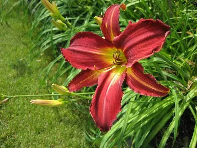 Daglelie of Hemerocallis