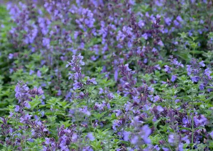 Kattenkruid of Nepeta