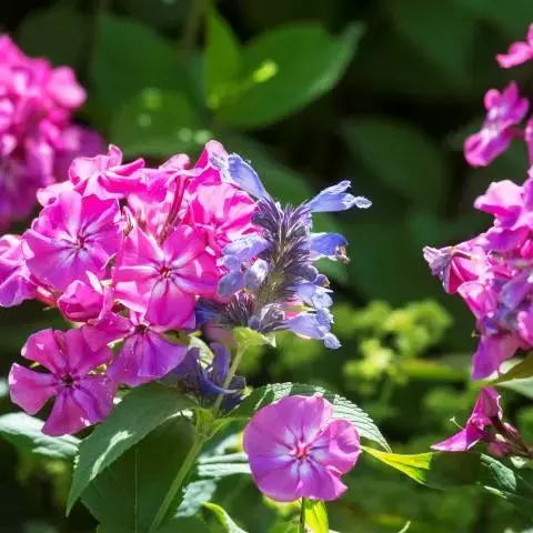Phlox paniculata & Nepeta sibirica