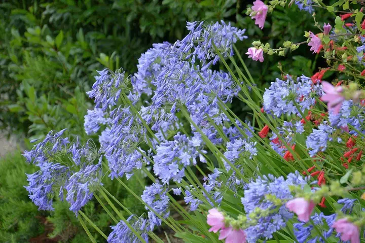 Agapanthus