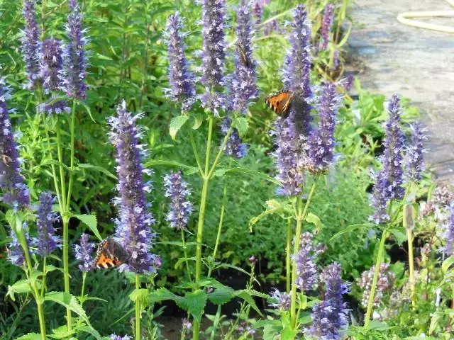 Agastache 'Blackadder'