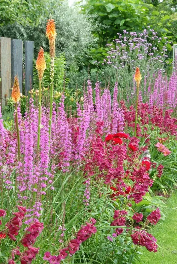 Verzameling zomerplanten