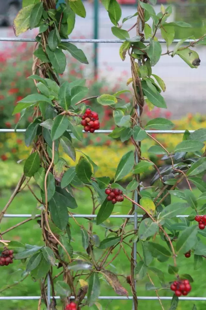 Help de plantjes klimmen