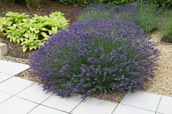Strakke tuin met niveauverschillen - Tuinaannemer.be