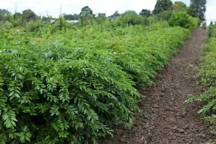 Ligustrum massif