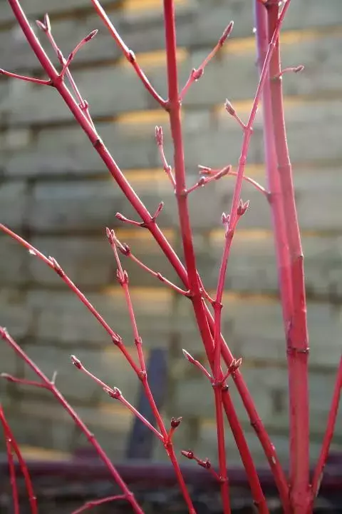 Cornus alba 'Sibirica' - bron: mooiwatplantendoen.nl