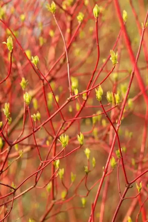 Cornus sanguinea - bron: mooiwatplantendoen.nl