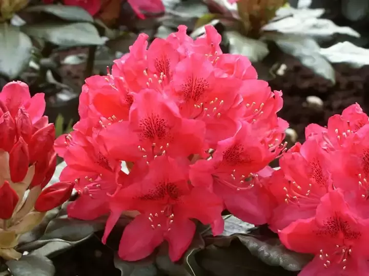Rhododendron