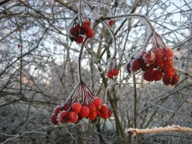 Viburnum opulus