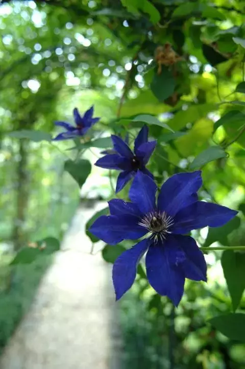 Clematis