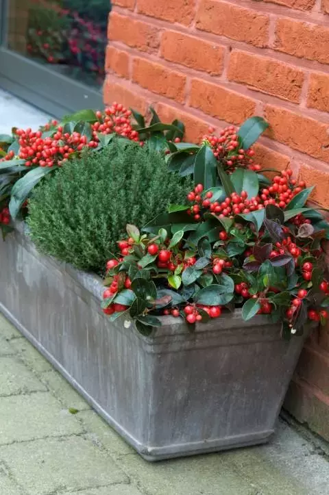 Gaulteria, Skimmia reevesiana en Thymus vulgaris