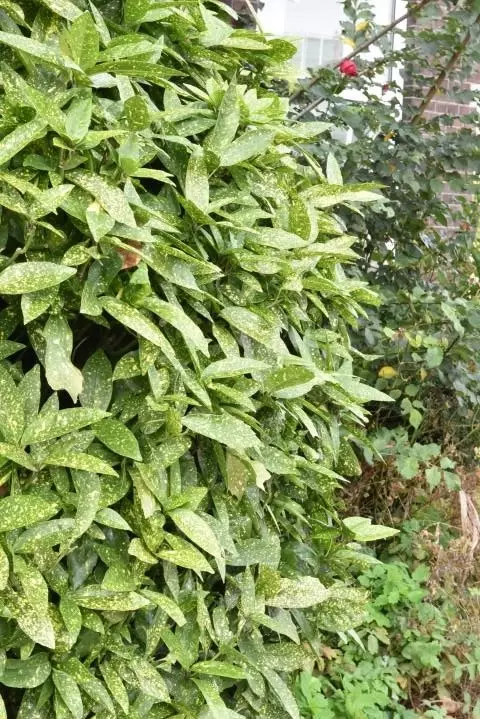 Aucuba japonica
