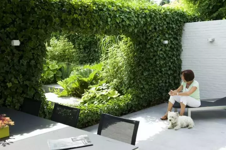 Bijzondere klimop (Hedera)