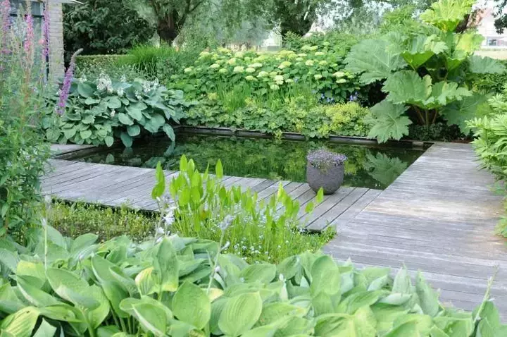 Hartlelie (Hosta sp.d.) => onderaan
