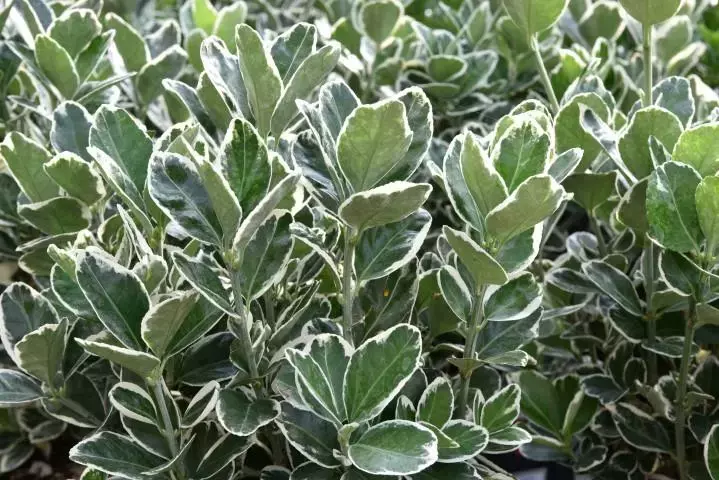 Euonymus